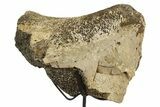 Dinosaur Pelvic Bone Section w/ Metal Stand - South Dakota #331134-1